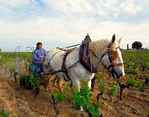 Using a Percheron horse to spray vines with copper   sulphate in vineyard of Chteau Magdelaine   Stmilion Gironde France Saintmilion    Bordeaux
