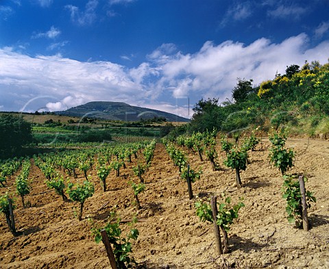 Gobelettrained Mauzac vineyard Limoux Aude France 