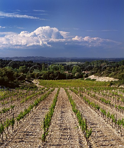 Vineyard of Domaine de Trvallon on the northfacing slopes of the Chaine des Alpilles near Les Baux BouchesduRhne France   Les BauxdeProvence