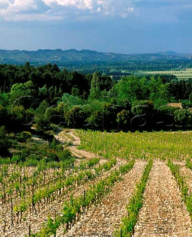 Vineyards of Domaine de Trvallon on the   northfacing slopes of the Chaine des Alpilles near   Les Baux BouchesduRhne France   Les BauxdeProvence