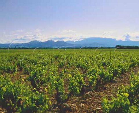 Vineyards of Domaine de Cigalons with the Dentelles   de Montmirail and Mont Ventoux in the distance  12   and 28 miles away respectively  Vaucluse AC   ChateauneufduPape