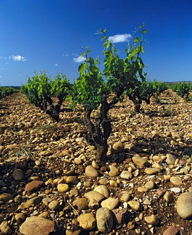 Vineyard of Chteau de Beaucastel The large stones   galettes are typical of the area   Courthzon Vaucluse France   AC ChteauneufduPape