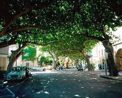 Plane trees form an arch over the main street in   Vacqueyras Vaucluse