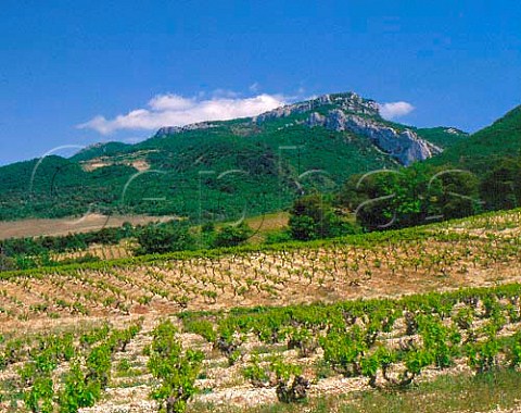 Vineyards on the slopes of the Dentelles de   Montmirail above Gigondas Vaucluse France     AC Gigondas