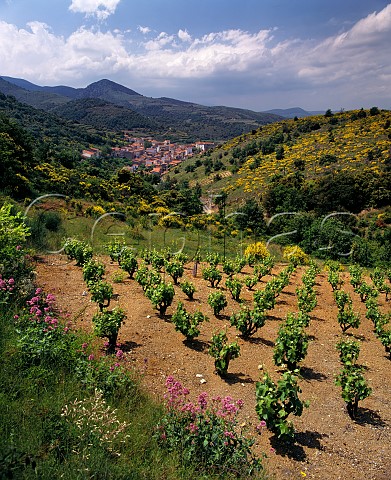 Vineyard above village of Caramany with broom in   flower on the surrounding hills  PyrnesOrientales France   Ctes du RoussillonVillages Caramany