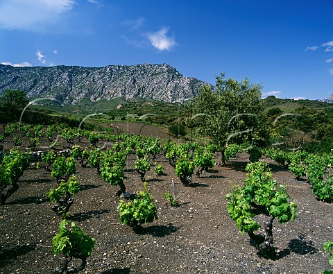 Vineyards near the village of Maury   PyrnesOrientales France   Maury VDN  Ctes du RoussillonVillages