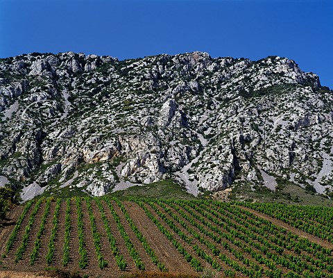 Vineyard above the village of Maury   PyrnesOrientales France   Maury VDN  Ctes du RoussillonVillages