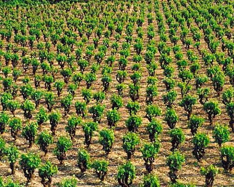 Individually staked vines at Cucugnan Aude France   AC Corbires