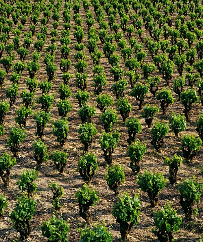 Bush vines in vineyard at Cucugnan Aude France Corbires