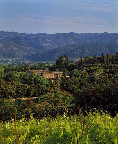 Viognier vineyard of Mas de Daumas Gassac with old farmhouse mas beyond and the Gorges de lHrault in distance  Aniane Hrault France