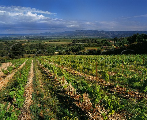 Viognier vineyard of Mas de Daumas Gassac with the farmhouse mas beyond and the Gorges de lHrault in distance Aniane Hrault France