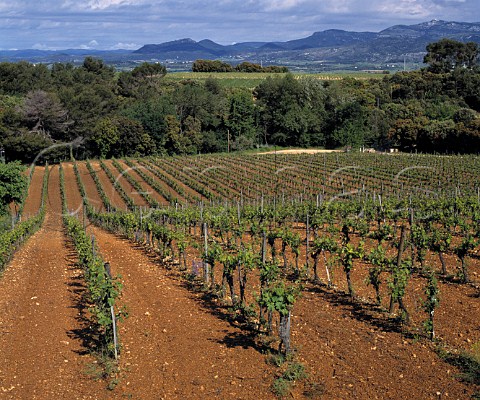 The original Cabernet Sauvignon vineyard planted on   the red glacial soil of Mas de Daumas Gassac Aniane   Hrault France