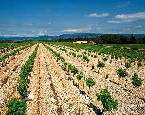 Vineyards of Chteau de Capion in addition totraditional varieties for their Coteaux du Languedocthey grow amongst others Cabernet SauvignonMerlot Chardonnay Viognier and Marsanne forVin de Pays dOc   Aniane Hrault France 