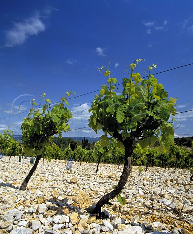 Vineyards of Chteau de Capion which adjoin thoseof Mas de Daumas Gassac In addition to traditionalvarieties for their Coteaux du Languedoc they growamongst others Cabernet Sauvignon MerlotChardonnay Viognier and Marsanne to be sold as Vin de Pays dOc  Aniane Hrault France