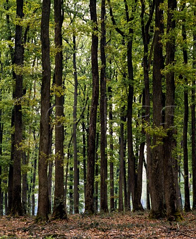 Oak trees in the Tronais forest Allier France   The largest oak forest in Europe the timber from   here is noted as some of the very best for making   wine barrels and is much sought after the world over