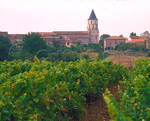 Vineyard at LabastidedeLevis Tarn France   Gaillac  Ctes du Tarn