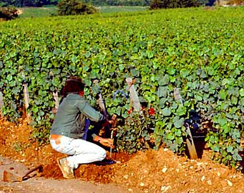 Placing new anchor in ground at end of row Les   Petits Musigny vineyard ChambolleMusigny Cotes de   Nuits