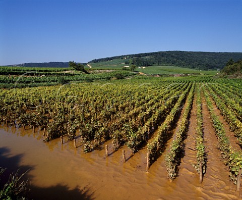 En Orveaux vineyard flooded after summer storm  FlageyEchzeaux CtedOr France   Cte de Nuits