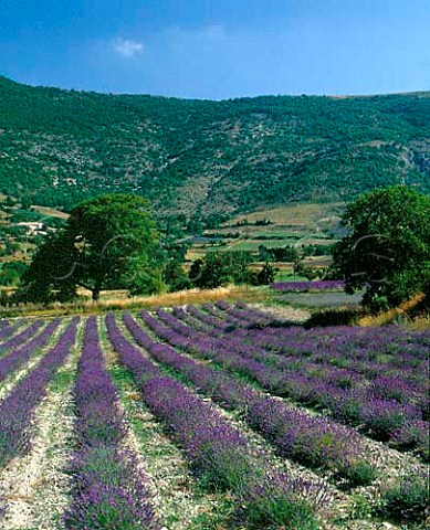Lavender field near La RochetteduBuis in the area   known as Les Baronnies in the southern Drme   France
