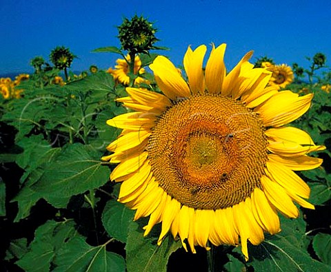 Sunflowers Ardche France