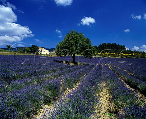 Field of lavender near Aurel Vaucluse France