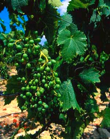 Immature Grenache grapes Vaucluse Cotes du   Ventoux