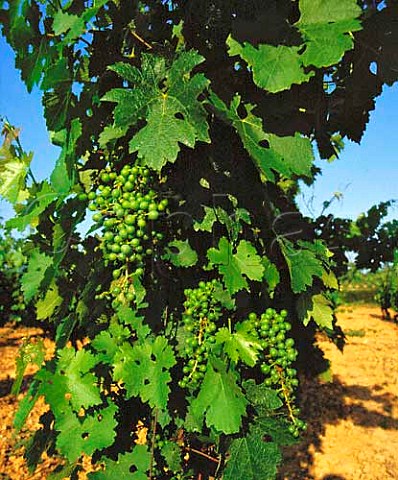 Immature Cabernet Sauvignon grapes of   Chteau Vignelaure near Rians Var France     Coteaux dAixenProvence