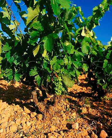 Immature Grenache grapes in vineyard of   Chteau Vignelaure near Rians Var France   Coteaux dAixenProvence