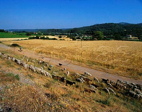 Sheep and goats near Rians Var