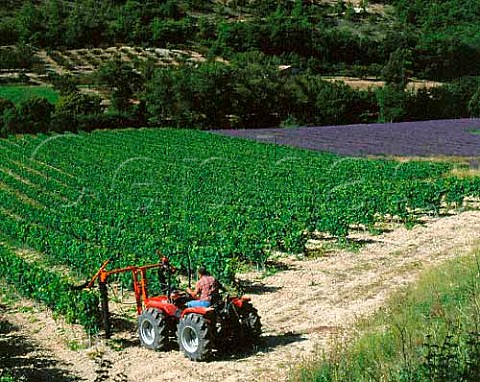Summer pruning in vineyard alongside lavender field   in the Ouvze Valley near BuislesBaronnies Drme   France     Coteaux des Baronnies