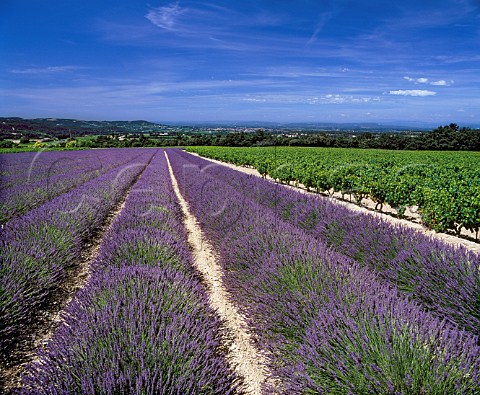 Lavender field and vineyard   near StPantalonlesVignes Drme France   Ctes du RhneVillages