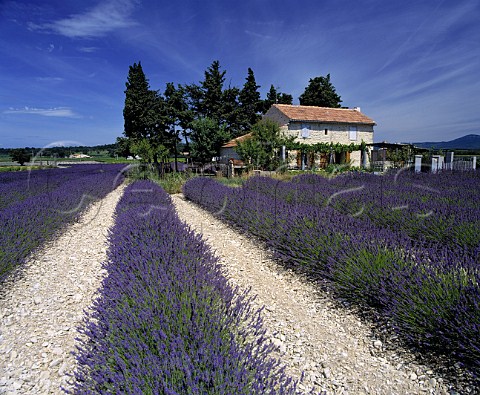 Lavender field and house Valras Vaucluse France   Ctes du RhneVillages