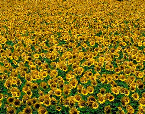 Field of sunflowers near Grignan Drome