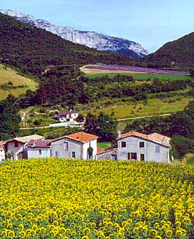 Sunflowers at Chamaloc with lavender on hillside   beyond North of Die  Drme France  RhneAlpes