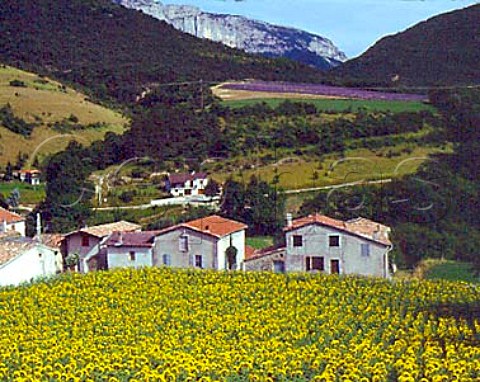 Sunflowers at Chamaloc with lavender on hillside   beyond North of Die Drme France  RhneAlpes