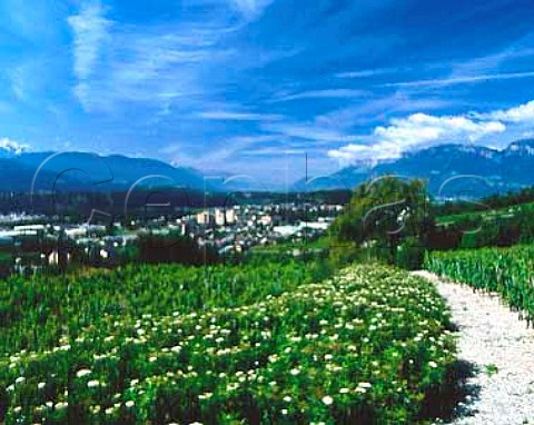 Vineyards of Arbin with Montmelian in the valley   Savoie Vin de SavoieArbin