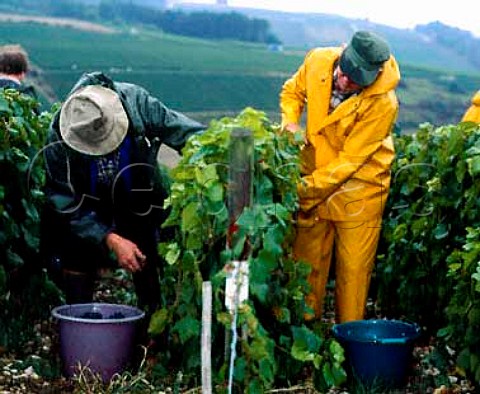 Harvesting Pinot Noir in the rain at Bergeres in the   Aube region of Champagne