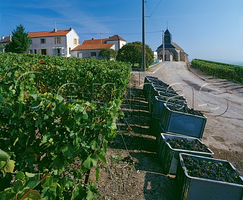 Harvested Pinot Noir grapes by vineyard at Mutigny on the Montagne de Reims Marne France Champagne