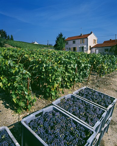 Harvested Pinot Noir grapes by vineyard in  Mutigny Marne France Montagne de Reims   Champagne