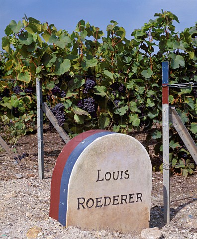 Louis Roederer marker stone in Pinot Noir vineyard  near Ay Marne France    Champagne