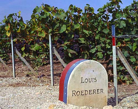 Louis Roederer marker stone in Pinot Noir vineyard   near Ay   Champagne