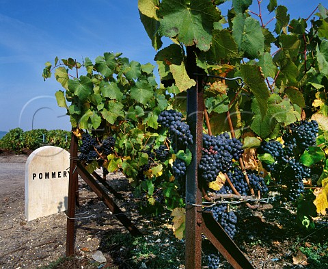 Pommery marker stone in Pinot Noir vineyard at MareuilsurAy Marne France Montagne de Reims  Champagne