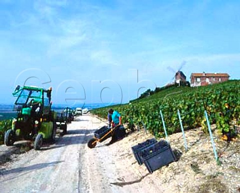 Harvesting Pinot Noir grapes below the Moulin de Verzenay on the Montagne de Reims Marne France Champagne