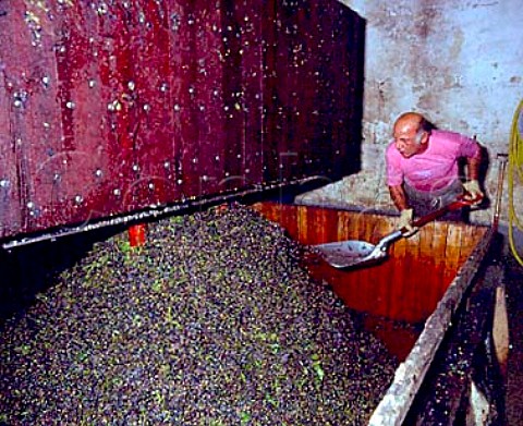 Shovelling Pinot Noir grapes into the centre of the press   to undergo the 2nd pressing 1st taille in the   press house of Bollinger This will not be used by   Bollinger but will be sold off   Verzenay Marne France   Champagne