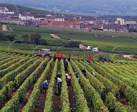 Harvesting Pinot Noir grapes at MaillyChampagne on the Montagne de Reims Marne FranceChampagne