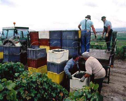 Loading trailer with Pinot Noir grapes for Champagne   Pommery at Ay