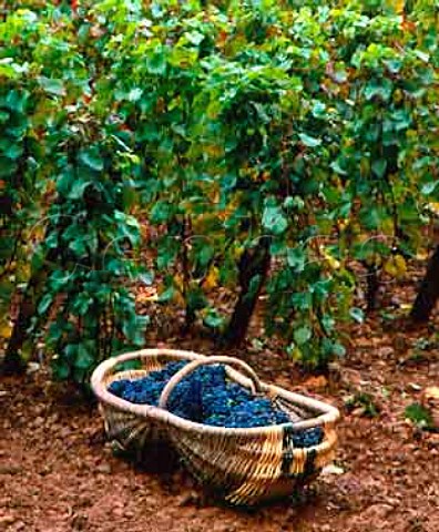 Harvested Pinot Noir grapes in traditional wicker   baskets in Louis Latours Perrires vineyard   AloxeCorton Cte dOr France  AC Corton