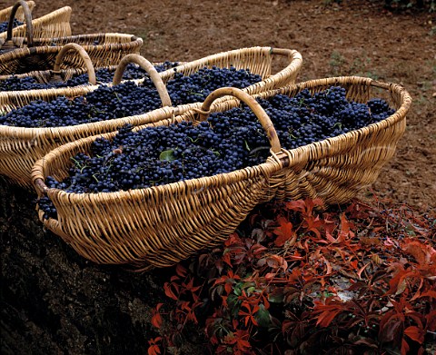 Harvested Pinot Noir grapes in traditional wicker   baskets on the wall of Louis Latours   Les Perrires vineyard at AloxeCorton   Cte dOr France    AC Corton