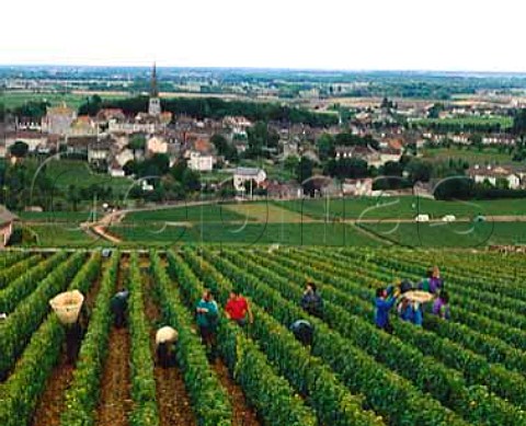 Harvesting Chardonnay of Pierre Morey at Meursault    Cote de Beaune