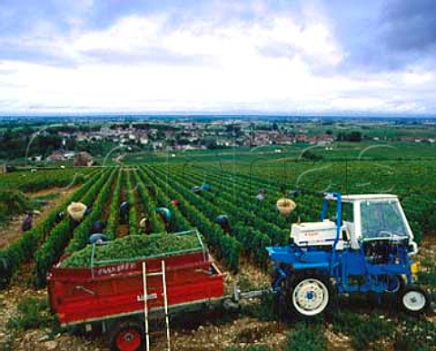 Harvesting Chardonnay of Pierre Morey at Meursault    Cote de Beaune